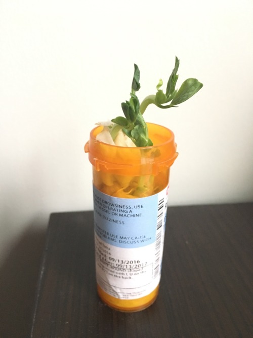 spooniestrong:softheartedsuggestion:I put some seeds in my empty antidepressant prescription bottle 