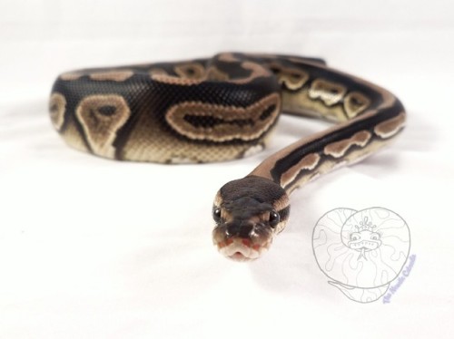snekjunkie - Astrid finished shedding today and she’s looking...