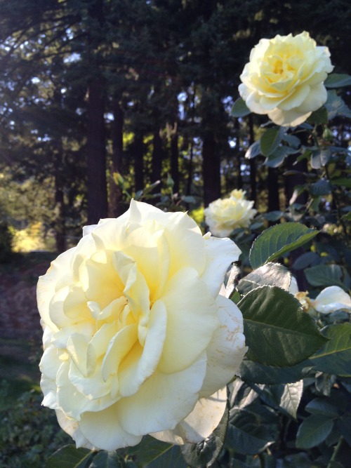 portland rose garden