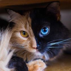 protect-and-love-animals:This two face cat is so beautiful