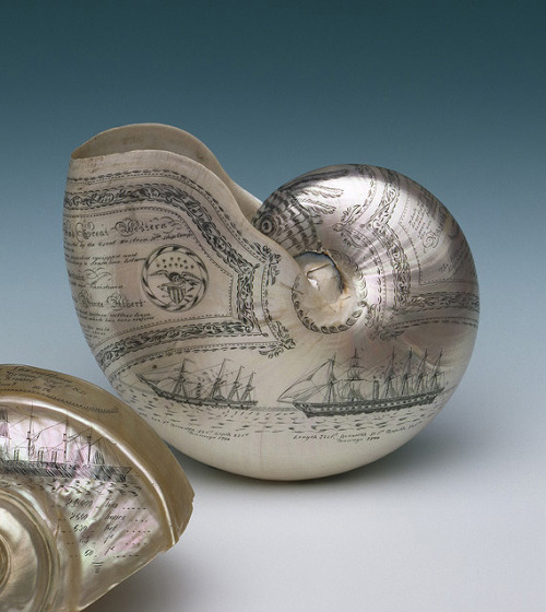 design-is-fine:Nautilus Shell, 1845. National Maritime Museum, London. Via europeana