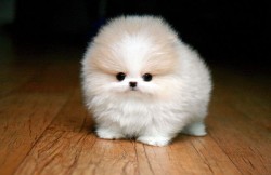 Tiny Animals That Are So Adorable - more