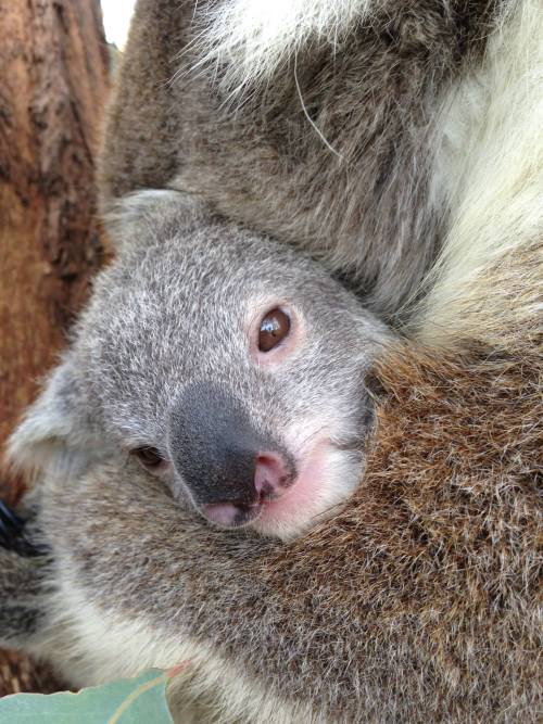 Koala Joey Blooms at Taronga Zoo Taronga Western Plains Zoo in New South Wales, Australia, has a lov