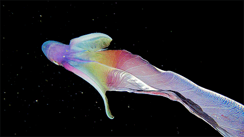 sabrinaionescu:A close up of the Blanket Octopus during a blackwater dive with The Three P diving cl