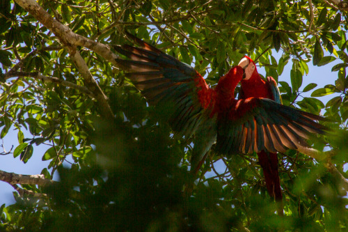 benhorton83: Scarlet Macaw in the amazon