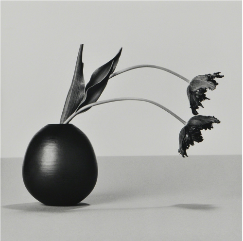 slcvisualresources:Robert MapplethorpeFlowers, 1984Gelatin silver print mounted to thin board15 1/5 