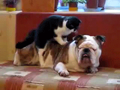 cats-and-dogs-together:  Massage again and again….