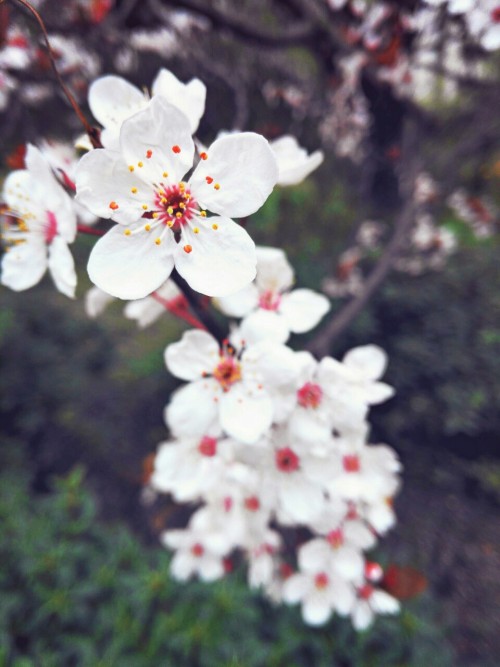 Cherry Blossom Season * * * * * * * * * * * * * * * *