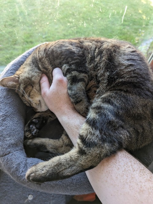 I've Posted Pictures Of My Orange Boy Diesel Here Before But Not Of My Older Tabby Thelma.