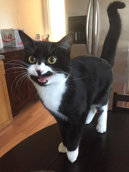 catsbeaversandducks: “Is it dinner time yet? Is it dinner time yet? Is it dinner tim