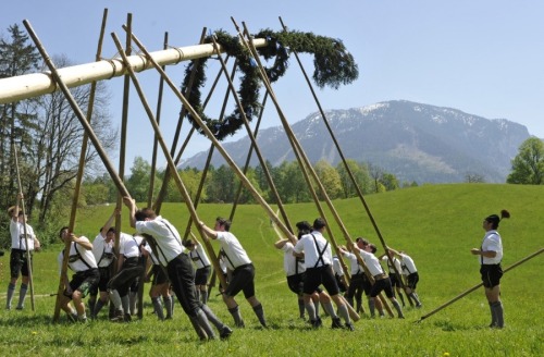 Members of the traditional alpine folk groups D'Lattenberger and D'Gmoana Hallgrafen erecting a May 