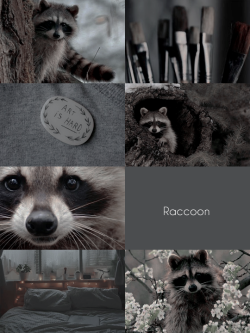 sproutaesthetics: daemons | RACCOON  individuals with raccoon daemons tend to be ambiverts. they are independent, curious, unambitious, and adaptable. they value learning, creativity, and new experiences. requested by anon  