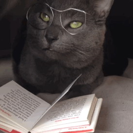 knowmyvalue:  berrym:  I’m supposed to be studying but instead I made a pair of glasses for my cat and pretended he was studying 🙃  This is a much better use of your time tbh 