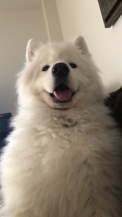 neothesamoyed: When you accidentally open the front facing camera Hi, my dog has a tumblr, follow if