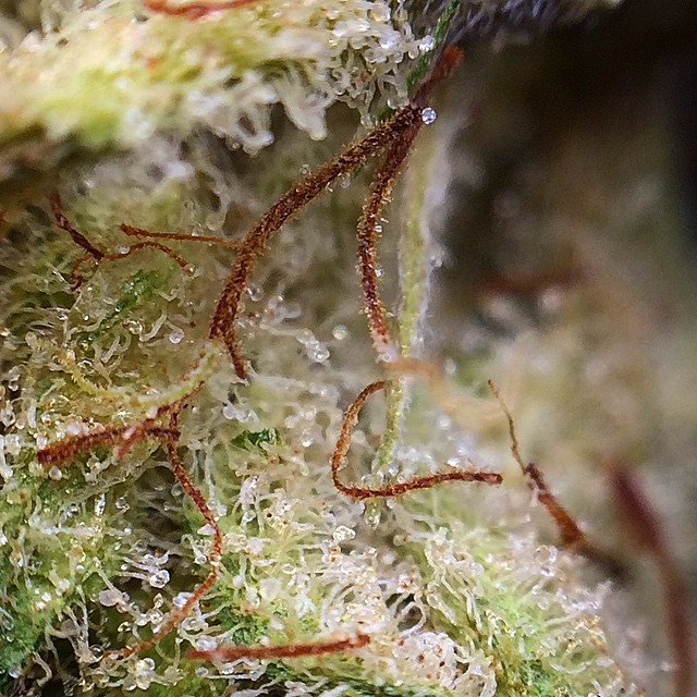weedporndaily:  I thought this was a cool shot with the trichrome head riding the