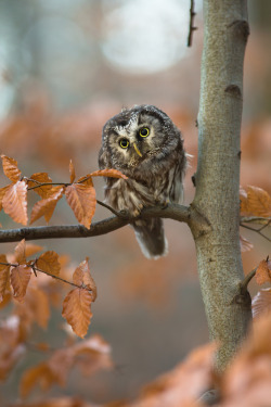 10bullets:  Tengmalm´s Owl by Milan Zygmunt