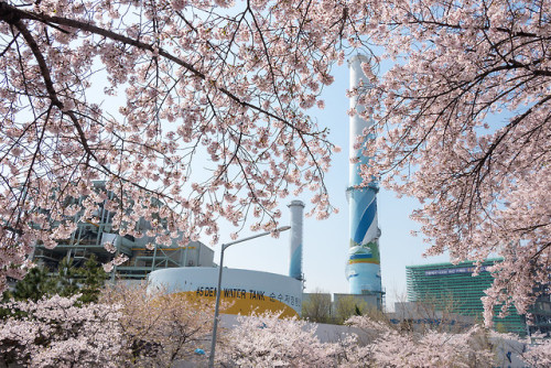 Cherry blossom road in front of Danginri Power Station, near Sangsu Station.