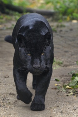 wolverxne:  Black Jaguar - by: (Josef Gelernter) 