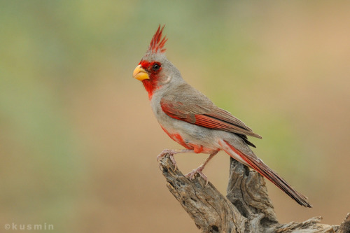 ainawgsd:The pyrrhuloxia or desert cardinal (Cardinalis sinuatus) is a medium-sized North American s