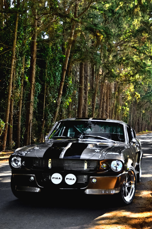 italian-luxury:  Shelby GT 500 