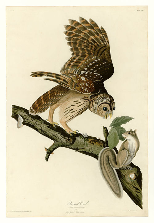 Plate 46. Barred Owl, John James Audubon