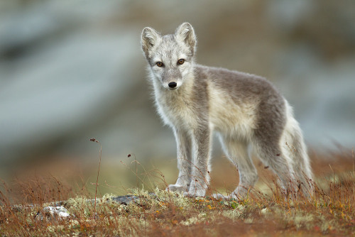 magicalnaturetour:Arctic fox by René Visser