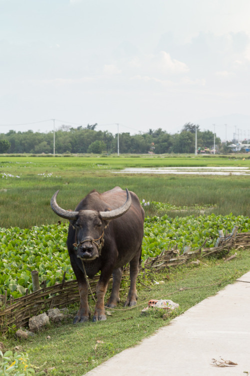 Tra Que Organic Farm Location: Hoi An, VietnamBy Chopt Creative Director Julia ShermanI like to desc