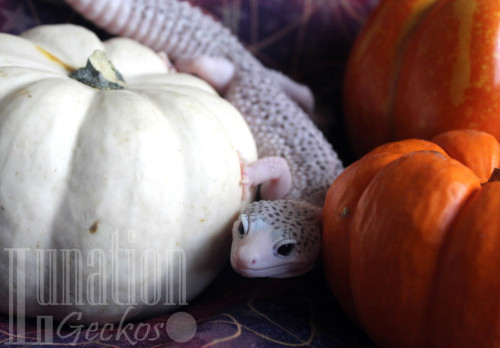 lunationgeckos: There are so many pumpkins at my house right now. 