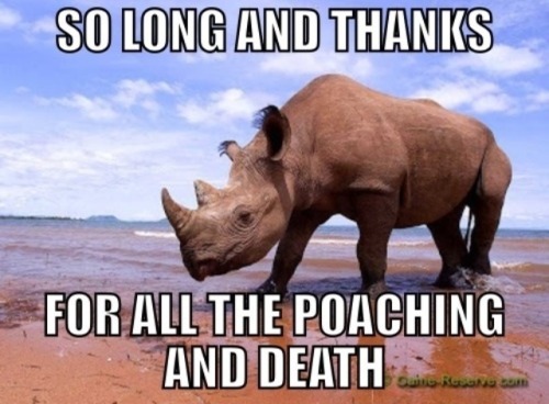 kimnevermore:Western Black Rhino officially declared extinct. Good job everyone. Round of applause b