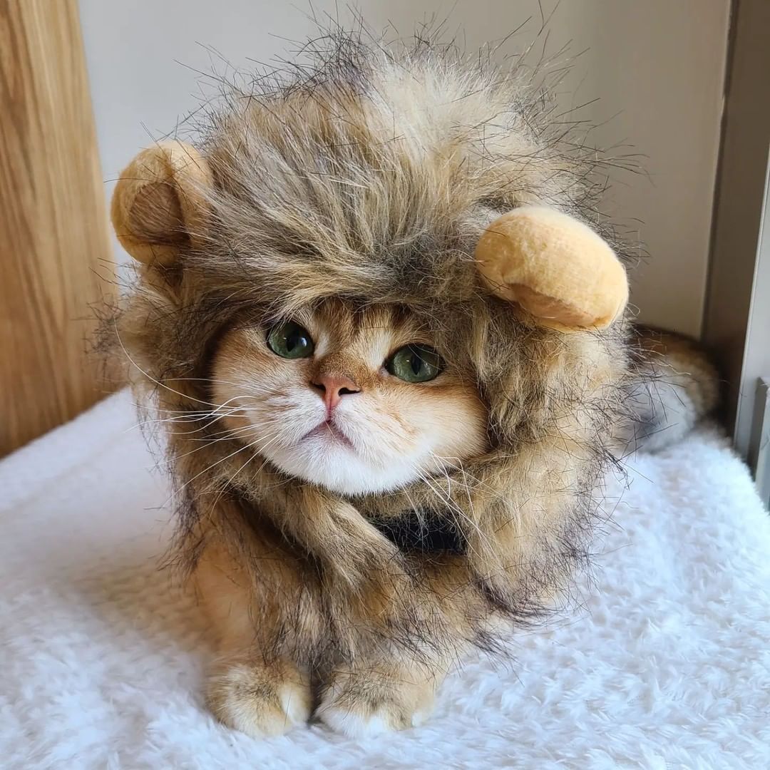 🦁 📸 @chiujackjai - #cat...