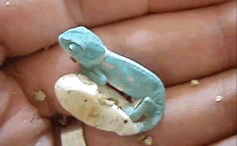 dekutree:  fencehopping:  Chameleon hatching  humans are fucking pathetic look at this little nigga come out of his egg on his own no crying no helpless “wah wah cut my umbilical cord” bullshit he come out and he already on the hunt for reptilian
