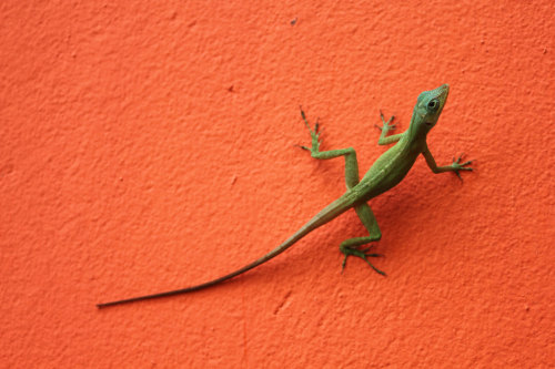 The Grenada Tree Anole, or Anolis richardi. Port Elizabeth, Grenadines, Saint Vincent and the Grenad