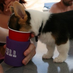 andcorgimakesthree:  Cupcake being party