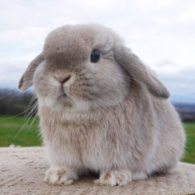 I need a bunny in my life!!!! 😢😢😢😢😢😢😢😢 #cute #bunny #bun