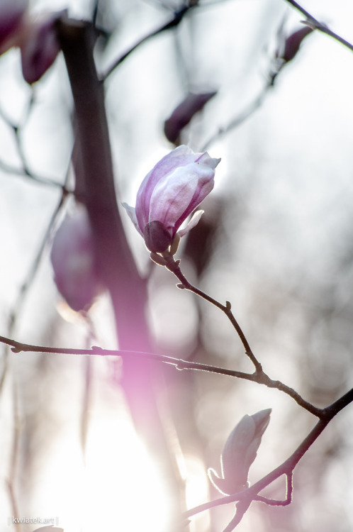 kwiatek: Sunset and Magnolia | Details | Munich, March 2019