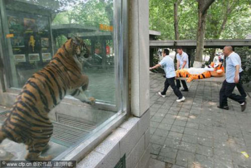 niknak79:  Nooooooooooo tigger!!! adult photos