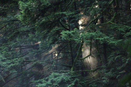 matchbox-mouse:Fog and sunlight in the trees, BC.