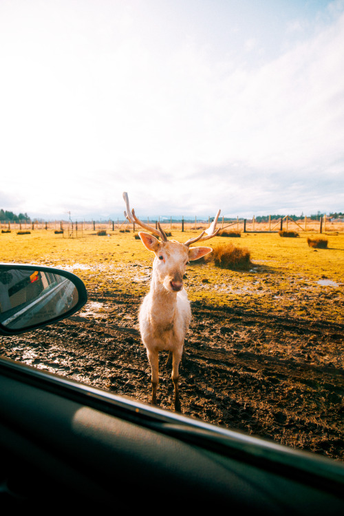 Got a chance to meet some of the locals by Jeremiah Probodanu(IG: @thecraziethewizard)