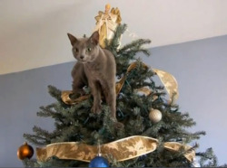 ydrill:  Having both cats and christmas tree. At your own risk… 