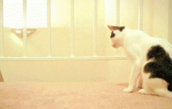 Hello!