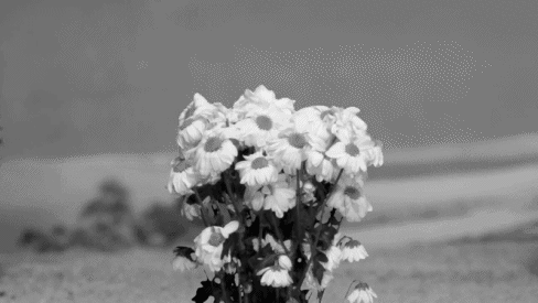 madness-strange-ideas:FLOWERS