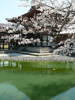 saqqoro:  Jōdo-shiki garden  