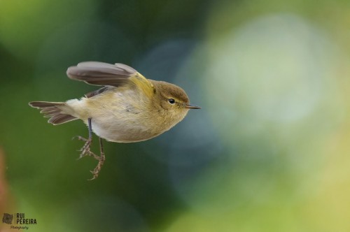 Common Chiffchaff (Phylloscopus collybita)© Rui Pereira