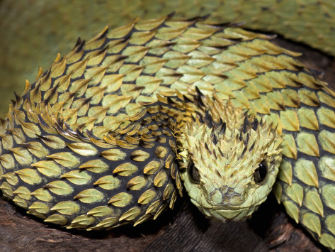 xgespentsx:Atheris hispida is a venomous viper species endemic to Central Africa.