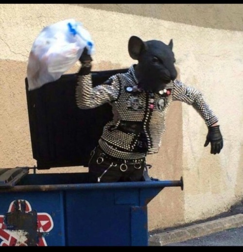 captainkara216:  quillusquillus:rat punk coming out of their bin to shame mankind  Finally a reboot of Biker Mice from Mars