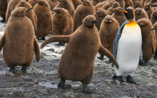 earthandanimals:  King Penguin - the second porn pictures