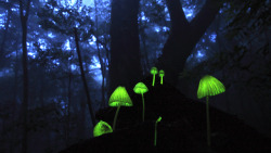  “In an enchanting woodland area of Shikoku, known to locals as the “glowing forest,” mushrooms and fallen leaves emit a magical light for just a short period of time each year.” (via NHK WORLD TV | Hometown Stories) 