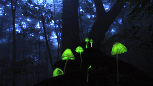 sexmurderandmayhem:  “In an enchanting woodland area of Shikoku, known to locals as the “glowing forest,” mushrooms and fallen leaves emit a magical light for just a short period of time each year.” 