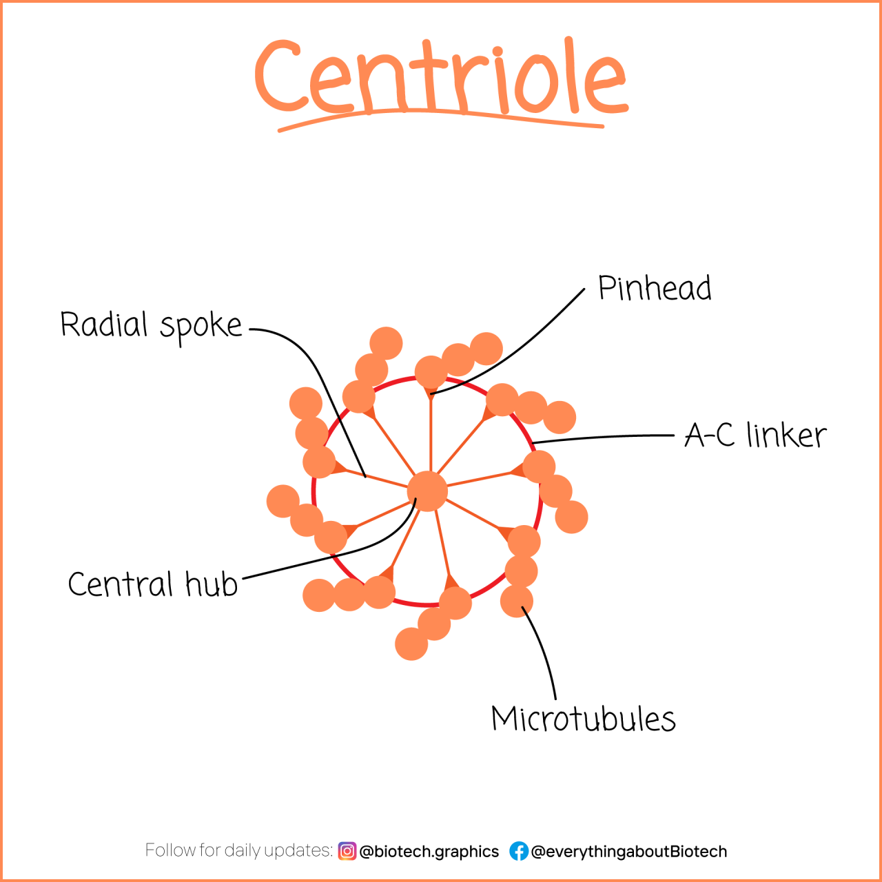 Everything About Biotech — •𝐂𝐄𝐍𝐓𝐑𝐈𝐎𝐋𝐄 Centrioles are found only in  animal...