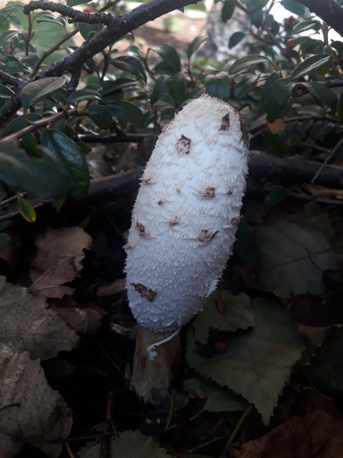 Walthamstow, London, UK, October 2021Lawyer’s wig inkcap / shaggy inkcap (Coprinus comatus)This gorg